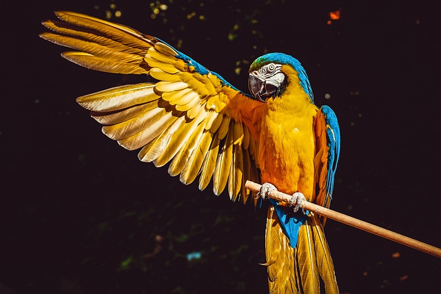 Het kruispunt van dierenrechten: bedreigde soorten, wild versus huiselijk, en de ethiek van wetenschappelijke experimenten